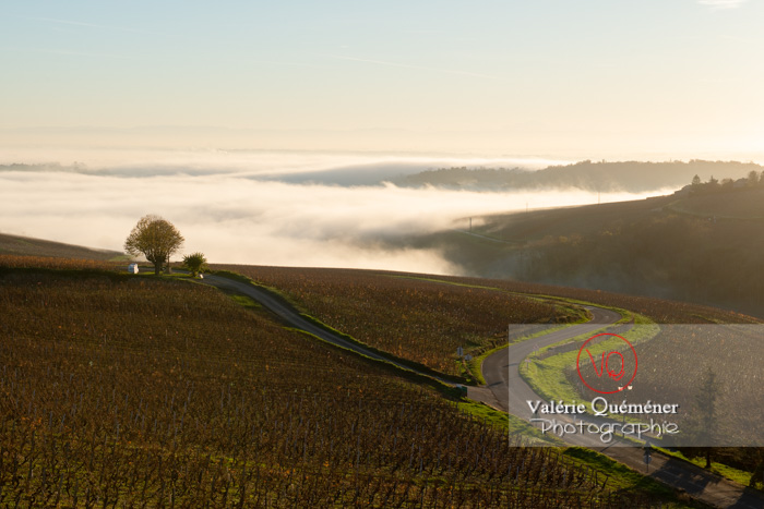 france-saone-et-loire-71-Solutre-vignes-hiver