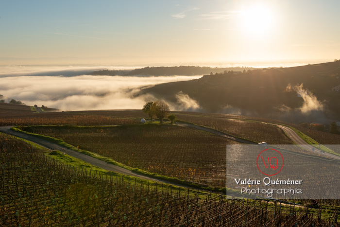 france-saone-et-loire-71-Solutre-vignes-hiver